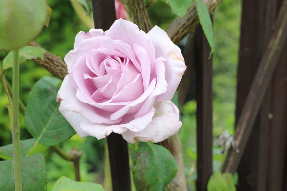 Rose mit braun-fleckigen Blättern