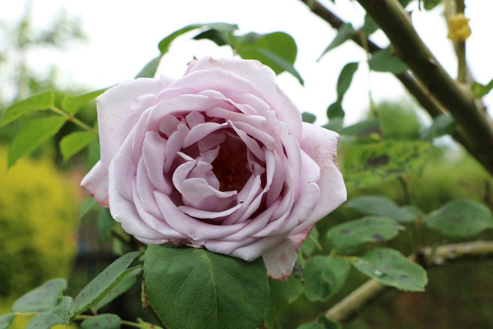 Rose eine beliebte Pflanze im Garten