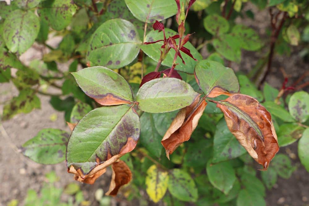 braune Flecken an Rosenblättern haben verschiedene Ursachen