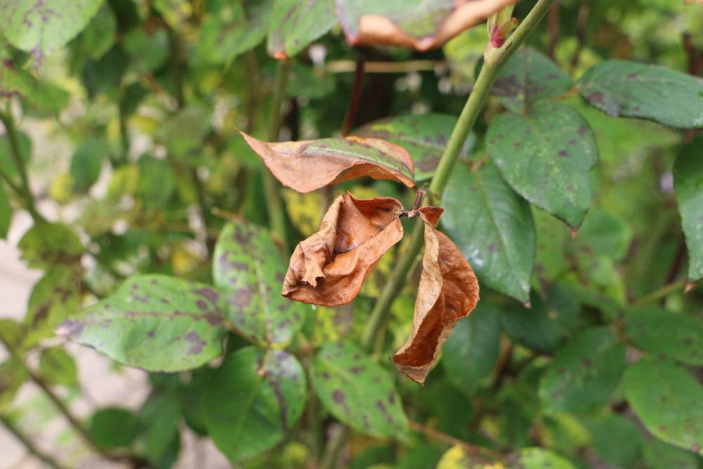 braune und vertrocknete Rosenblätter