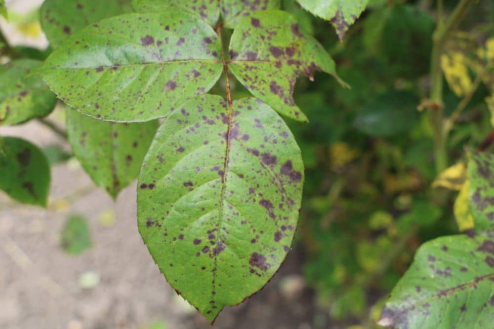 Rosenblätter mit vielen kleinen braunen Flecken