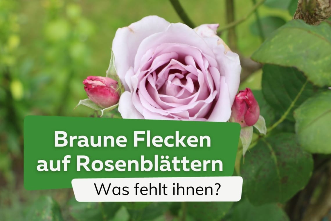 Braune Flecken auf Rosenblättern - was fehlt meinen Rosen?