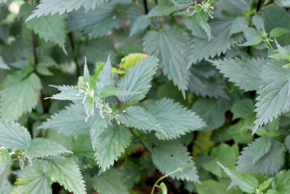 Brennnessel, Urtica dioica