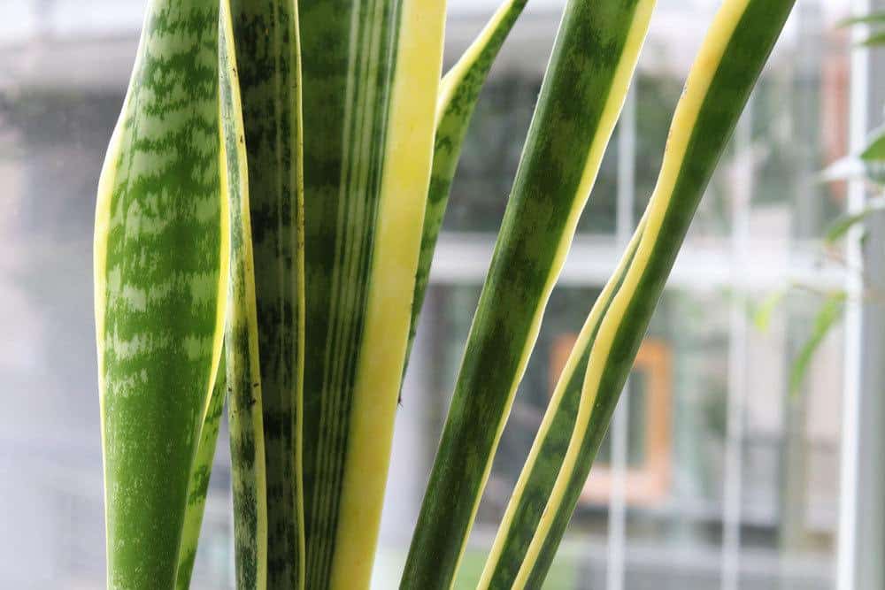 Sansevieria trifasciata, Bogenhanf