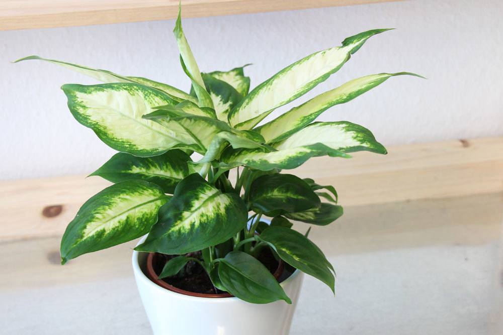 Dieffenbachia camilla, Dieffenbachie