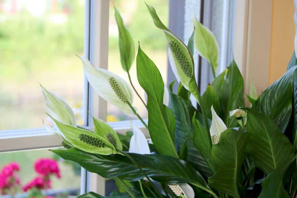 Spathiphyllum, Einblatt