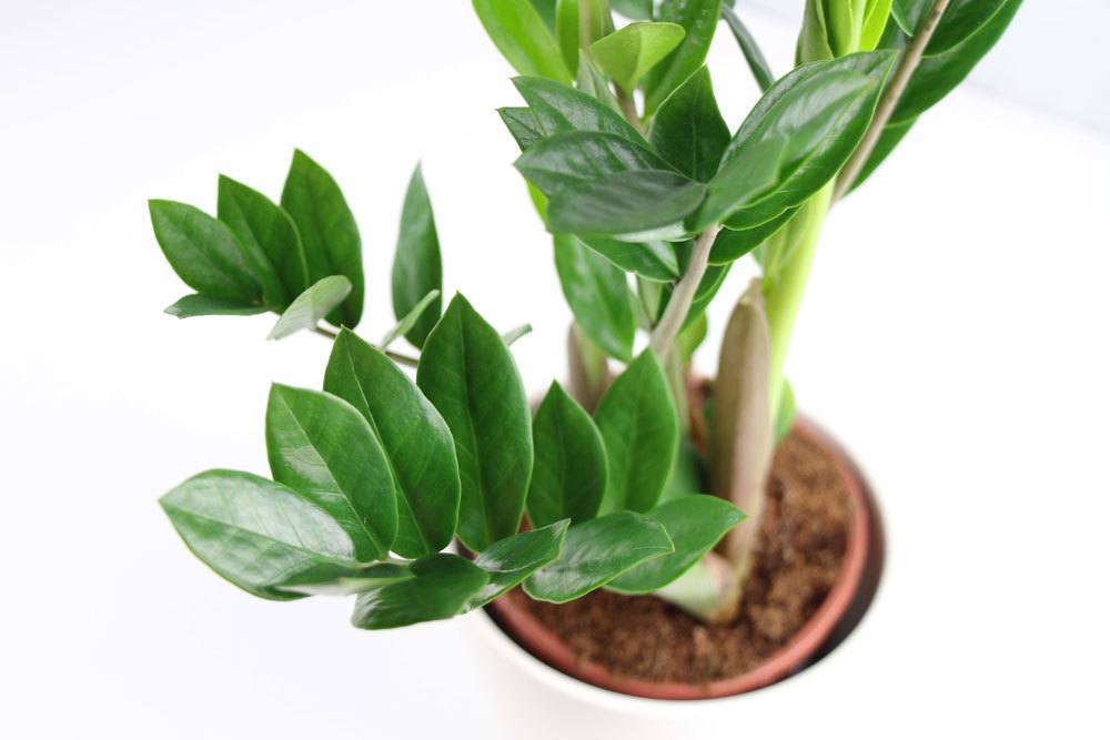 Zamioculcas zamiifolia, Glücksfeder, Zamie