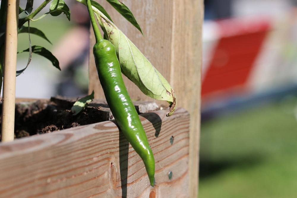 Chili-Pflanze mit grüner Chilischote