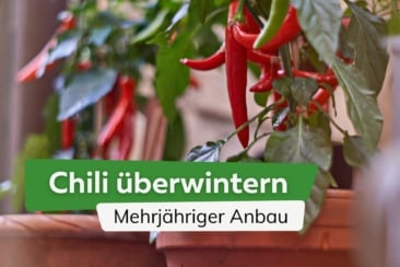 Chili überwintern - so gelingt ein mehrjähriger Anbau