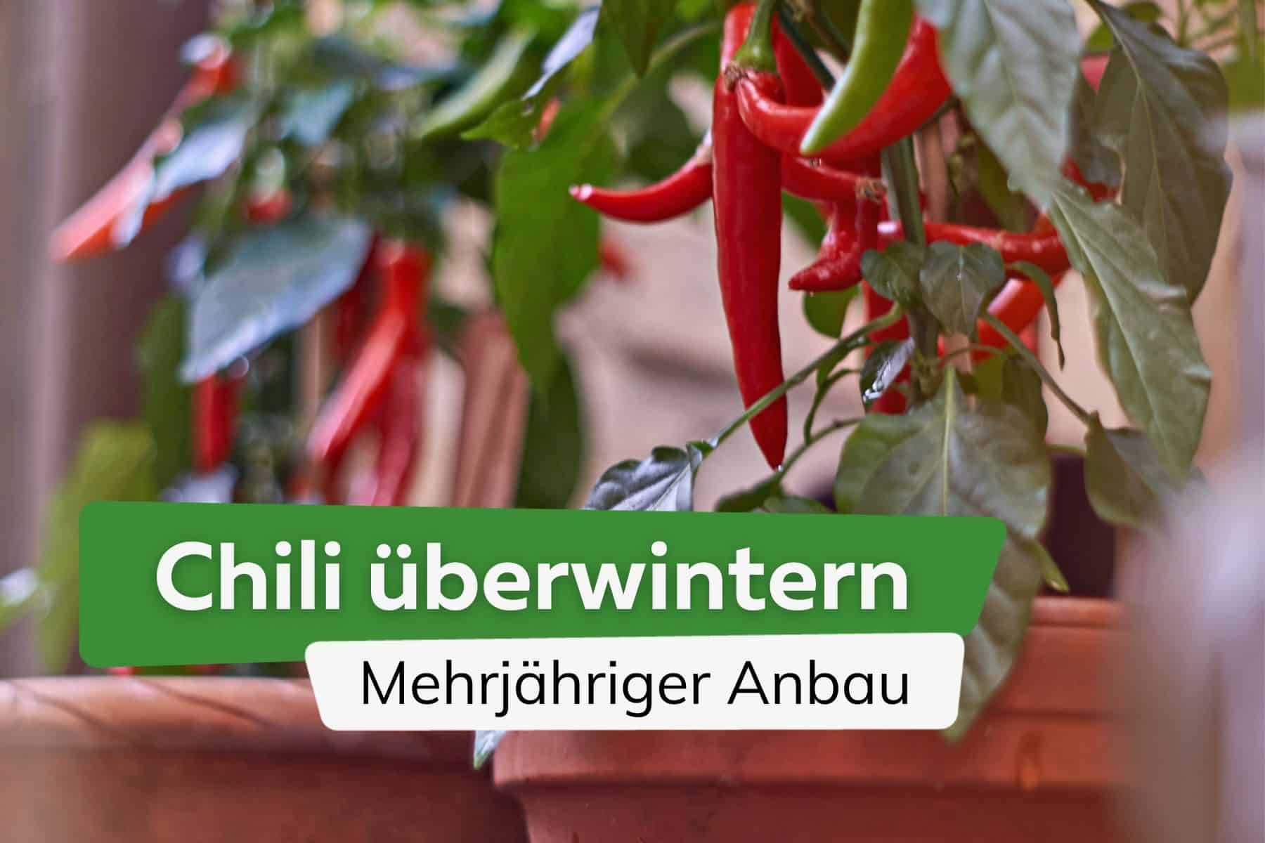 Chili überwintern - so gelingt ein mehrjähriger Anbau