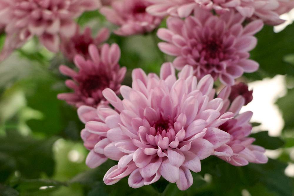 Chrysanthemen mit vollen Blüten