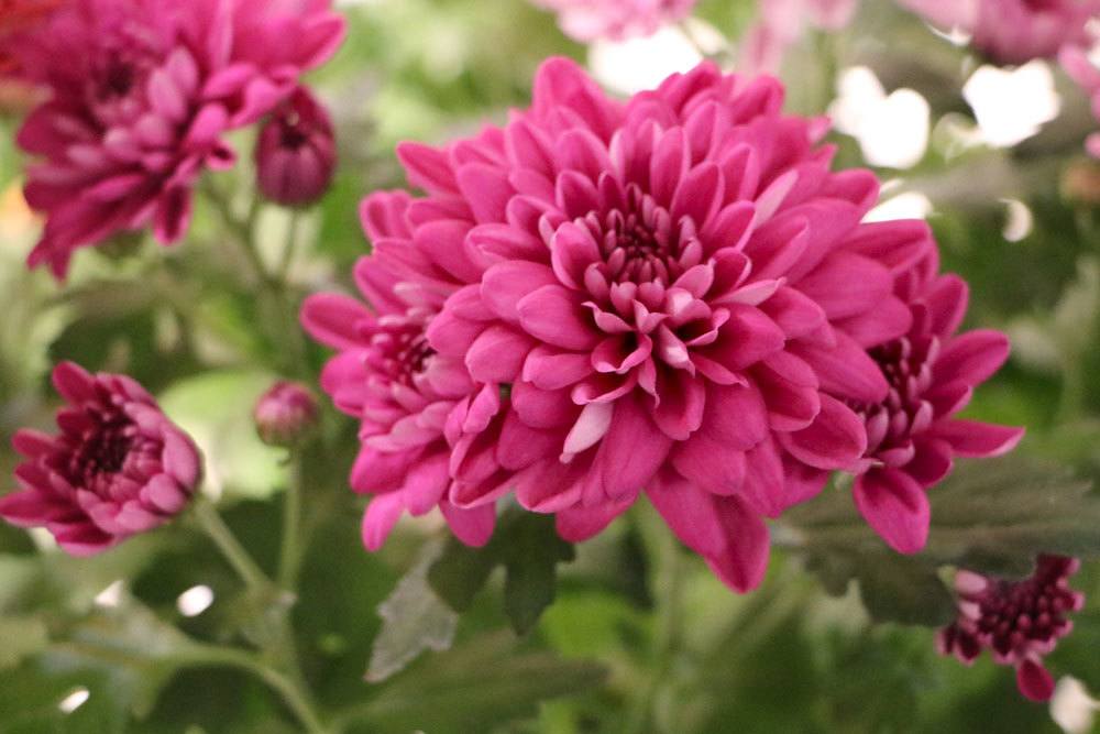 Chrysanthemen auf verschiedene Arten überwintern