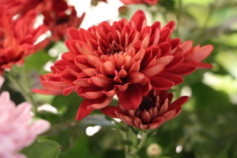 Chrysantheme mit roter Blütenfarbe