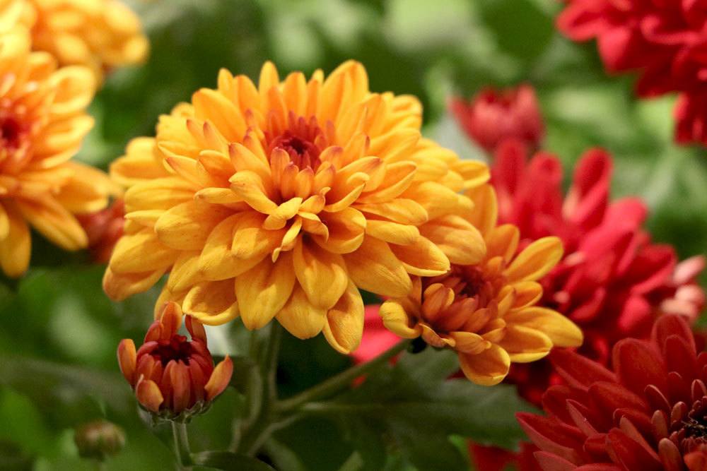 Chrysanthemen in verschiedenen Farben