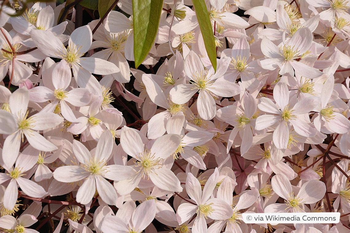 Clematis armandii "Apple Blossom"