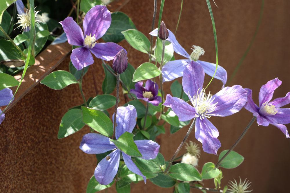 Clematis Sorten sind unterschiedlich winterhart