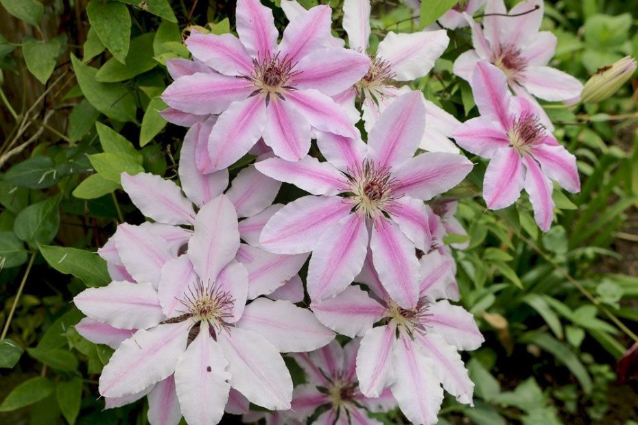 Clematis düngen womit, wann und wie oft? 7 wirksame Hausmittel