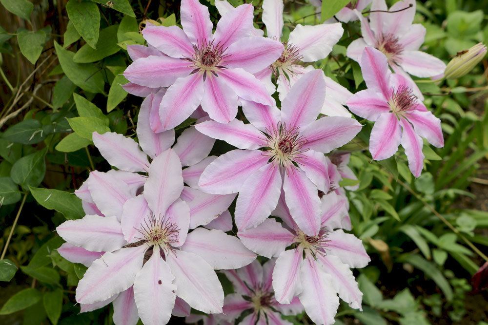 Clematis