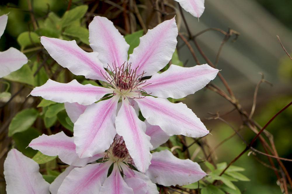 Clematis nach Winterruhe langsam auf das Frühjahr vorbereiten