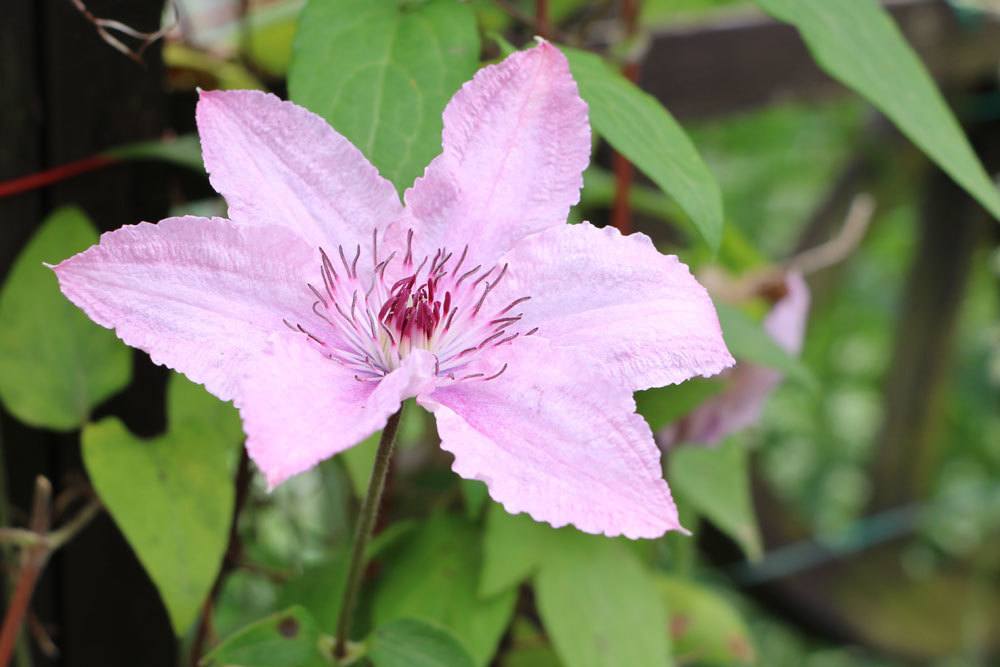 Clematis ist eine schöne Kletterpflanze