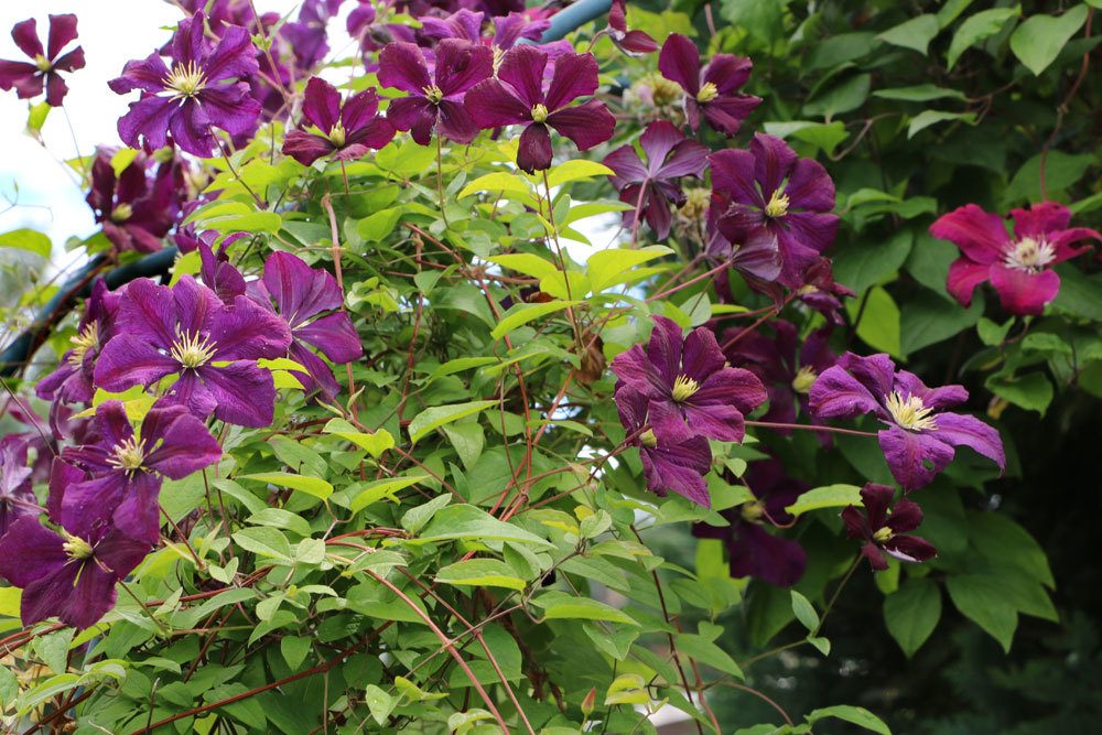 Waldreben, Clematis