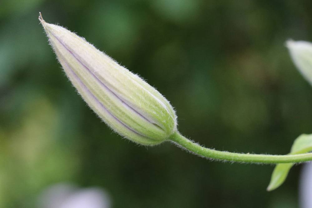 Blütenknospe einer Clematis