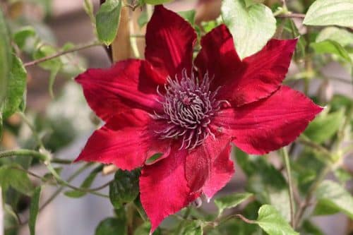 Clematis mit roter Blütenfarbe