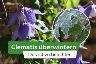 Clematis überwintern: das ist zu beachten