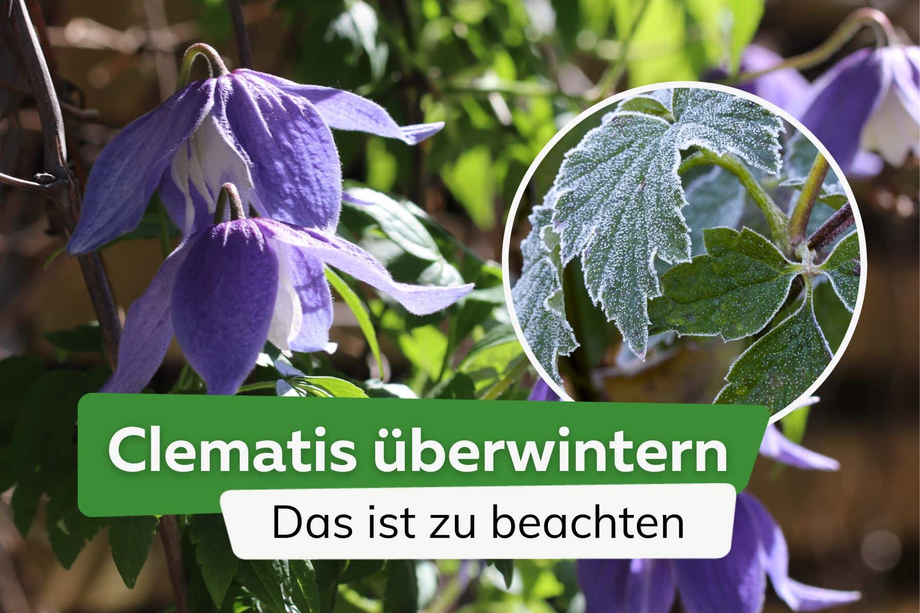 Clematis überwintern: das ist zu beachten