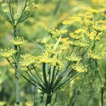 Dill, Anethum graveolens