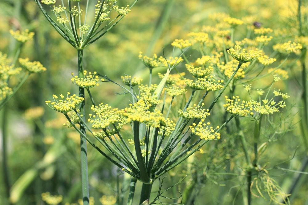 Dill, Anethum graveolens