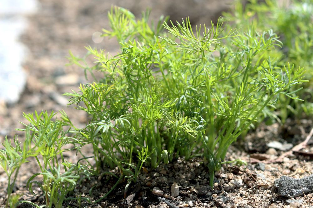 Dill im Garten