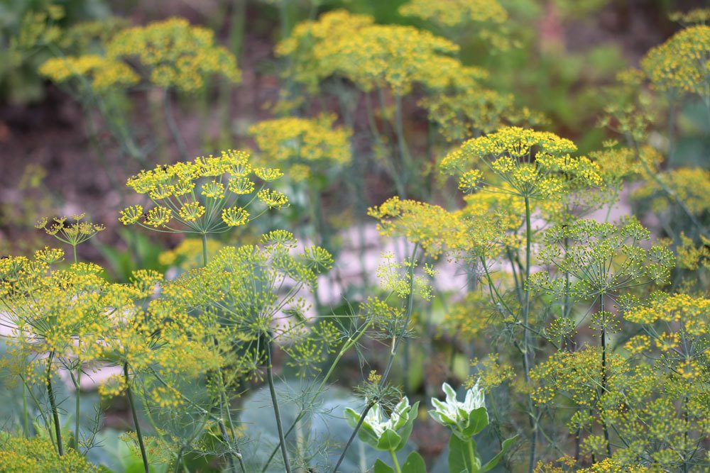 Dill kann bis zu 120 cm hoch wachsen