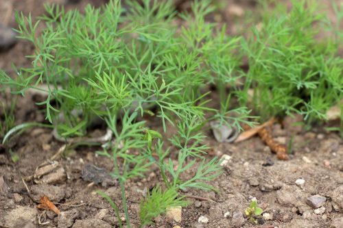 Dill, Anethum graveolens