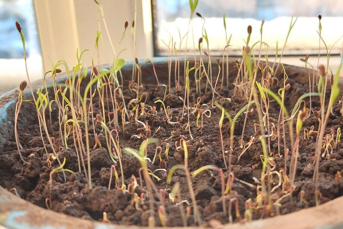 Dill am Fenster vorziehen