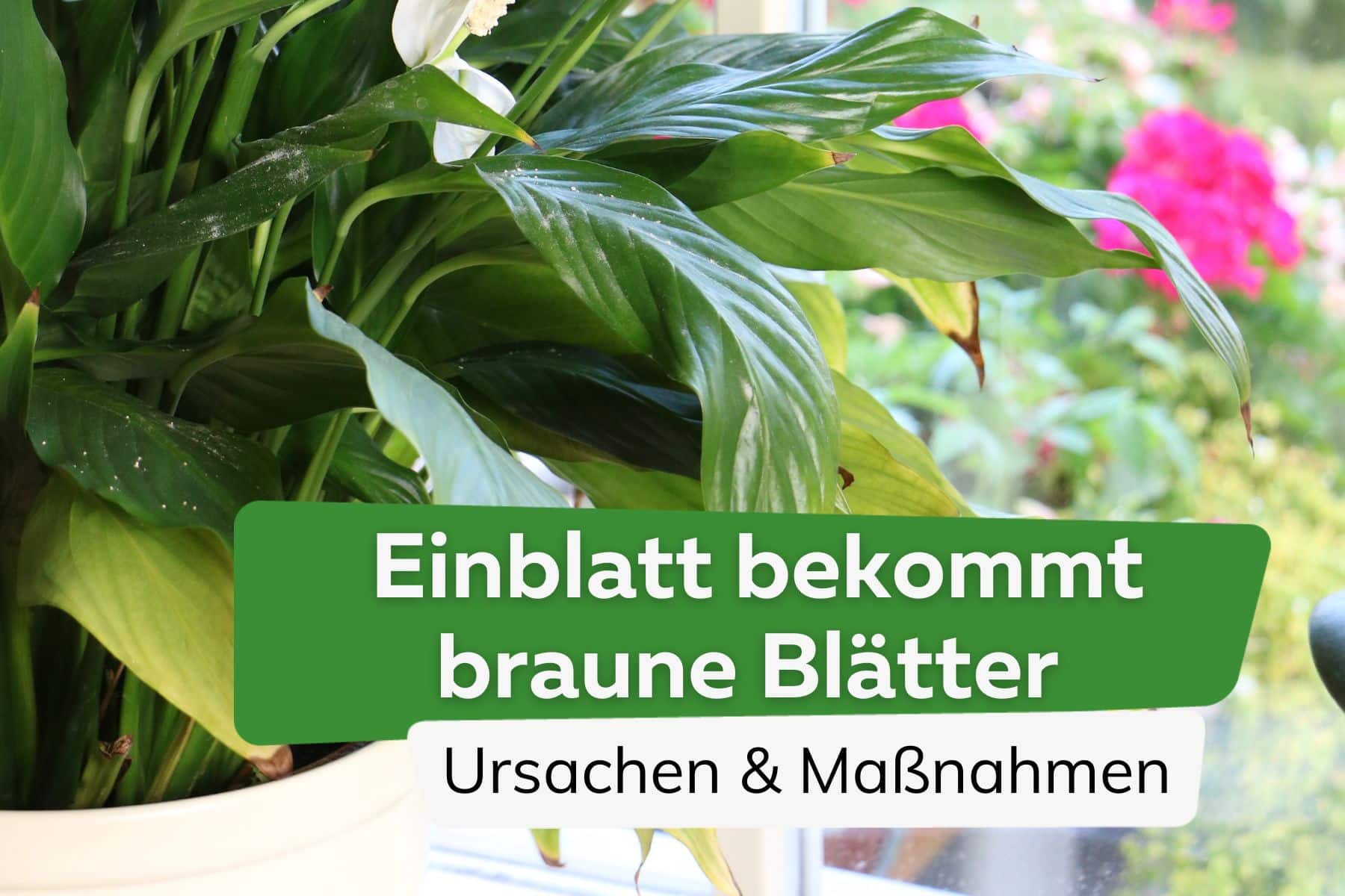 Einblatt/Spathiphyllum bekommt braune Blätter - das hilft jetzt