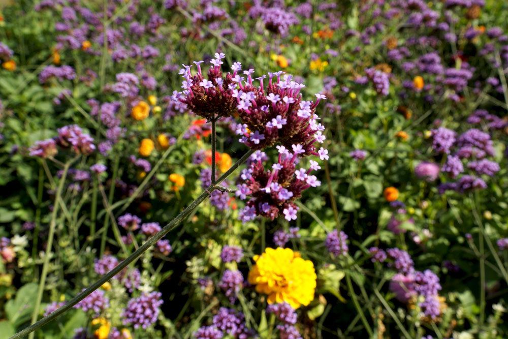 Eisenkraut, Verbena officinalis