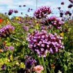 Eisenkraut, Verbena officinalis