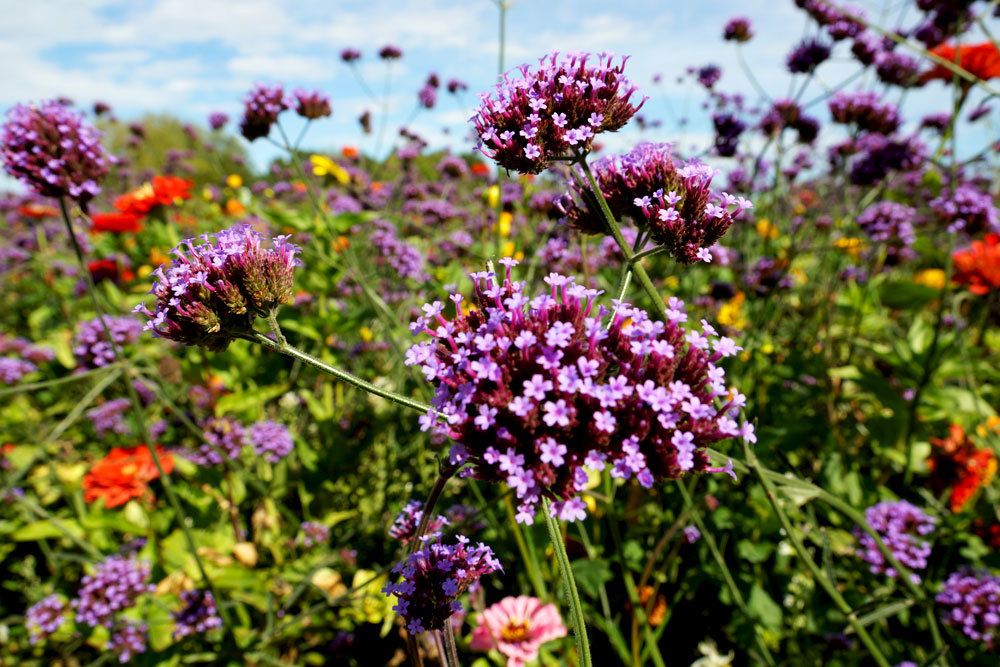 Eisenkraut, Verbena officinalis