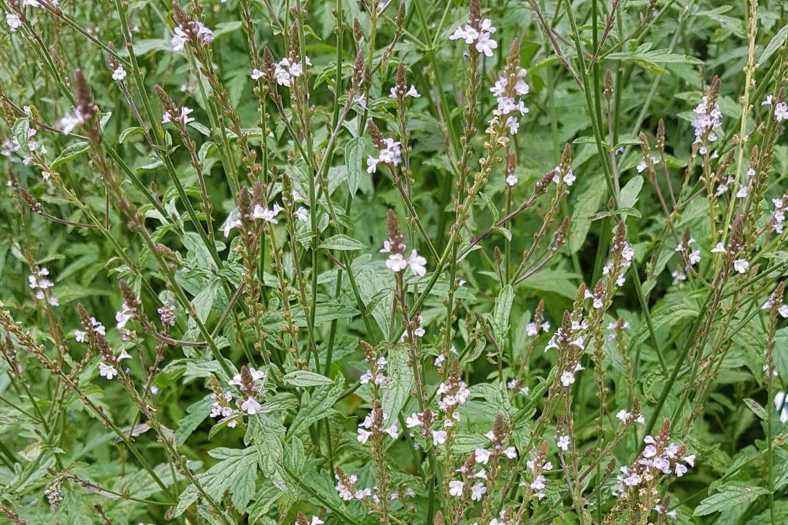 Eisenkraut (Verbena officinalis)