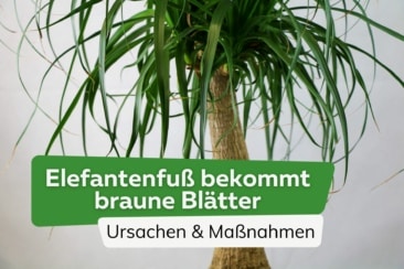 Elefantenfuß bekommt braune Blätter/verliert Blätter - das ist zu tun