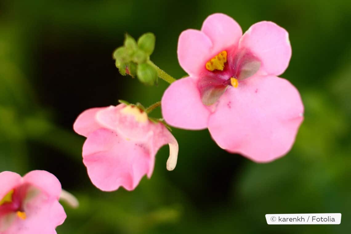 Elfensporn (Diascia)