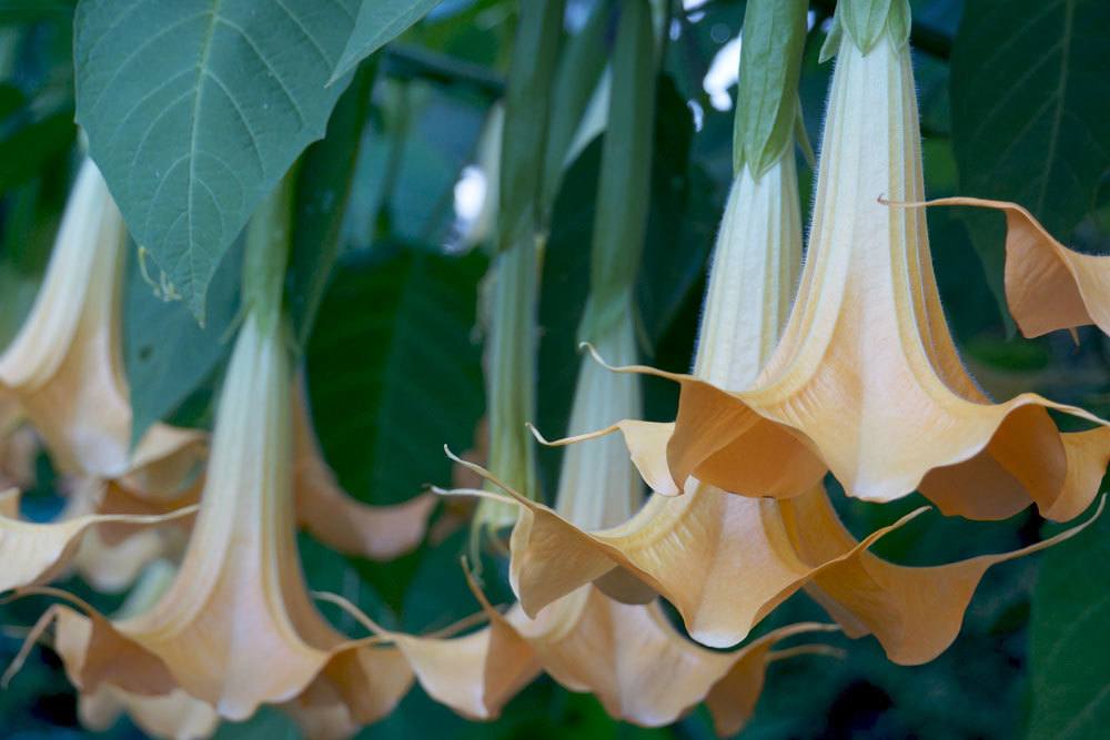 Engelstrompete mit ihren besonderen, glockenähnlichen Blüten