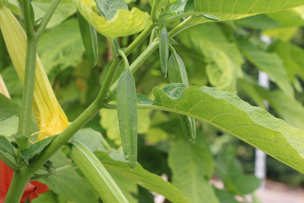 Engelstrompete mit Blüten und Blütenknospen