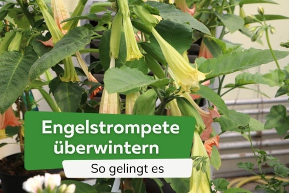 Engelstrompete überwintern - so kommt sie durch den Winter