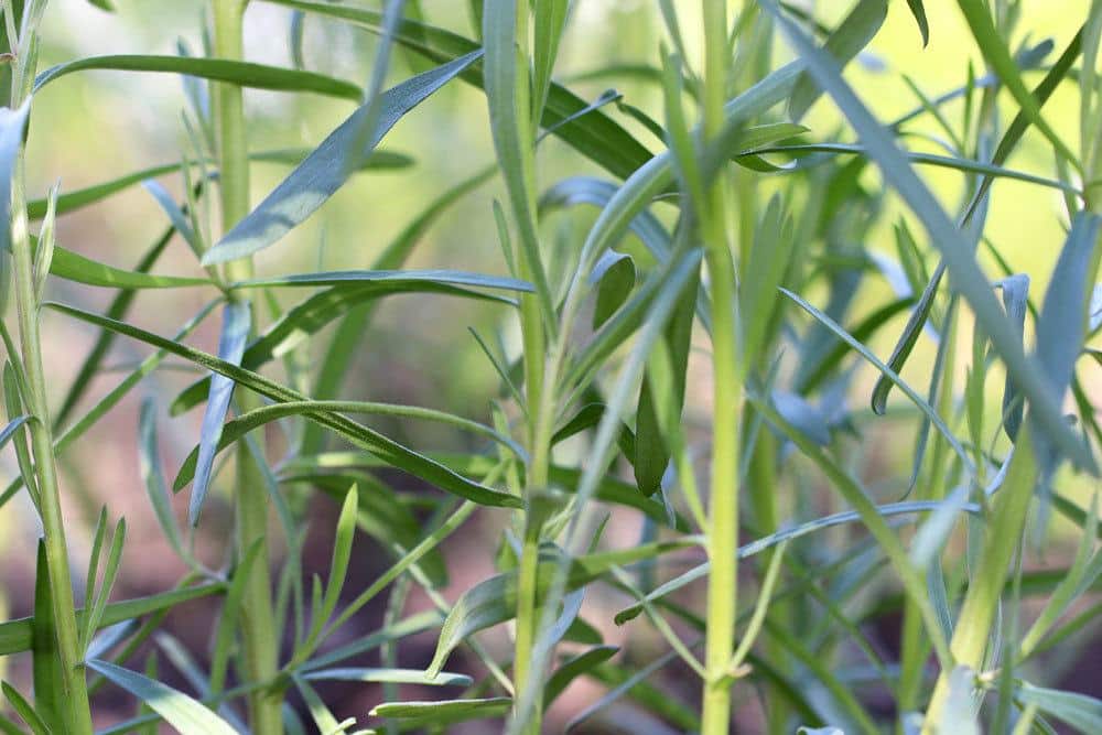 Estragon, Artemisia dracunculus