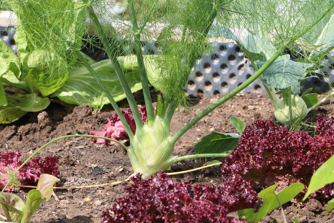 Fenchel im Hochbeet