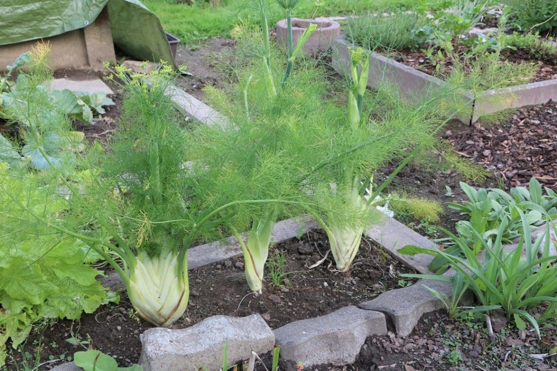 Fenchel im Beet