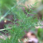 Fenchel im Garten