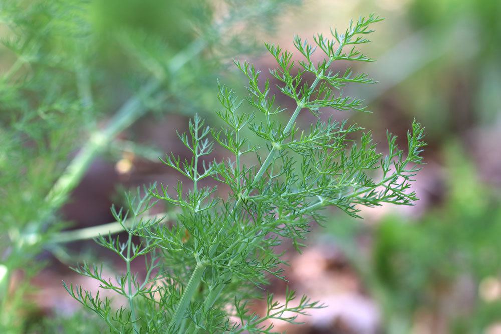 Fenchel im Garten